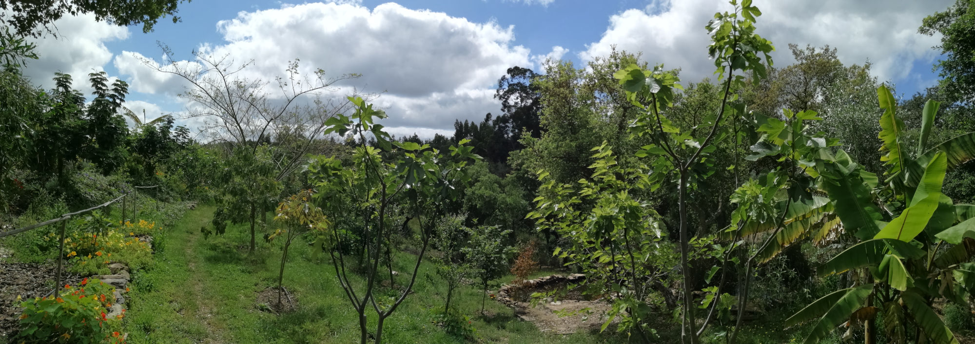 Foodforest Design
