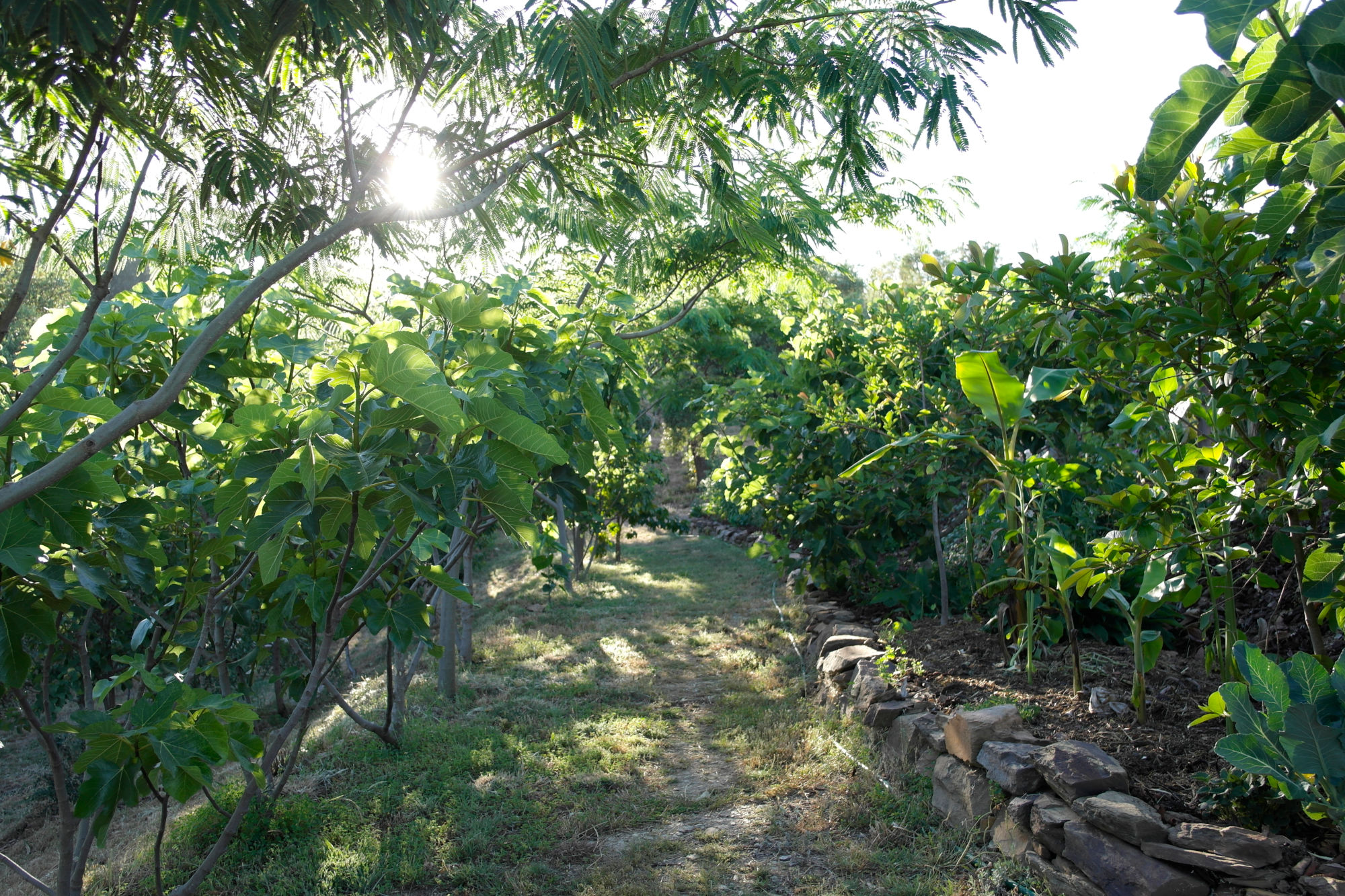 Foodforest Design
